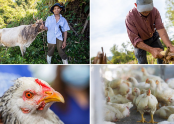 Fiscalía ordena captura de estafadores y extorsionistas de la zona central y paracentral del país