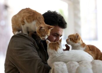 Los científicos confirman que puedes comunicarte con tu gato parpadeando muy lentamente