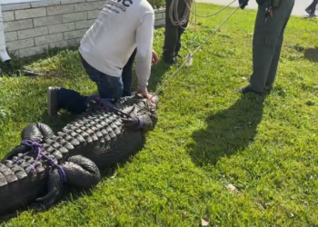 Un caimán de más de tres metros mata a una mujer que paseaba con su perro en Florida