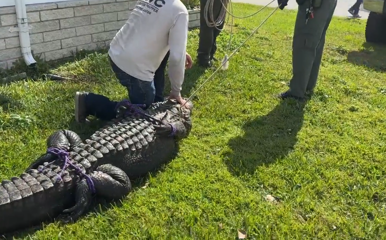 Un caimán de más de tres metros mata a una mujer que paseaba con su perro en Florida