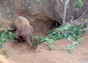 Elefante y su cría se salvan tras caer en hoyo de cinco metros