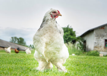 Una gallina mata a un hombre en Irlanda