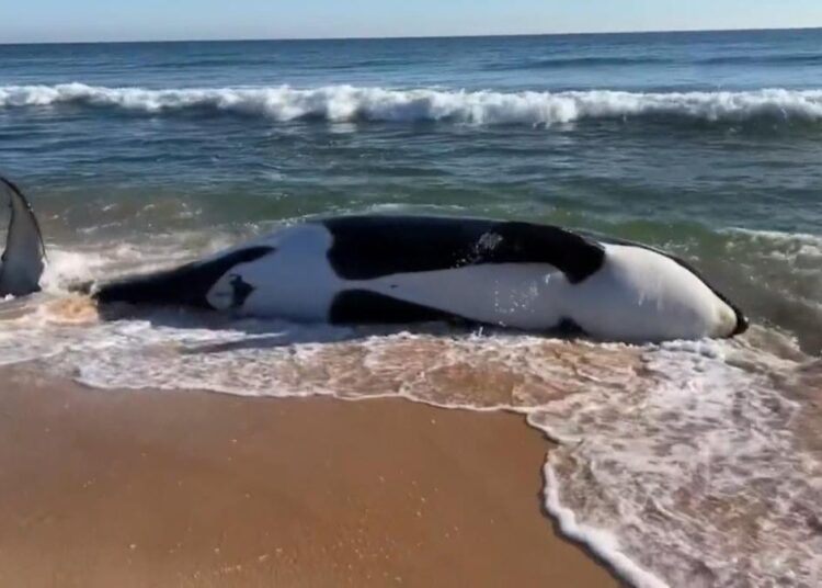 Hallan documentos clasificados en casas de Biden: “todo se va a aclarar”, dice el presidente