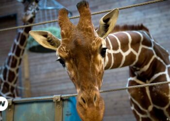 Puerto Rico anuncia el cierre del último zoológico de la isla por malas condiciones