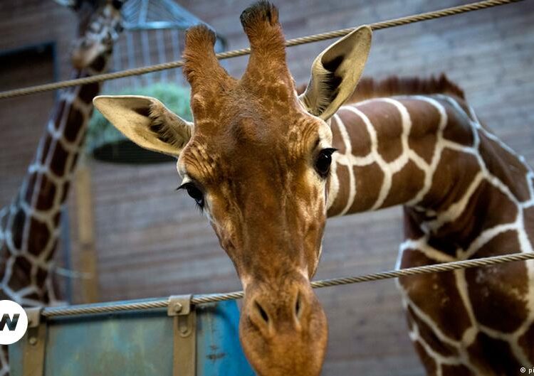 Puerto Rico anuncia el cierre del último zoológico de la isla por malas condiciones