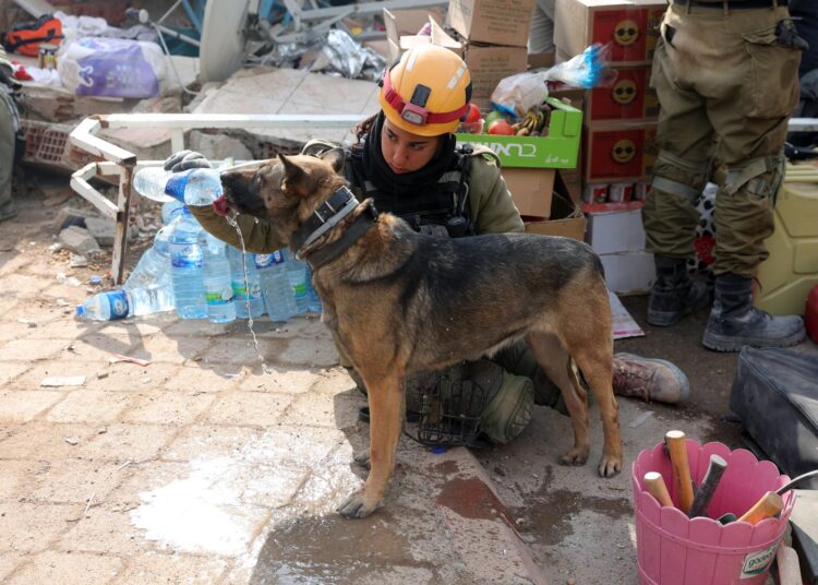 El olfato de un perro es la última esperanza de las víctimas del sismo