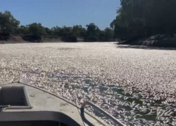 Aparecen millones de peces muertos en el río Darling de Australia