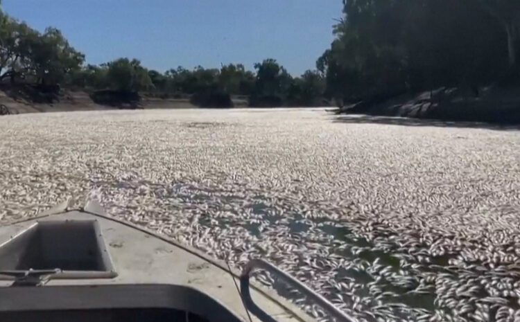 Aparecen millones de peces muertos en el río Darling de Australia