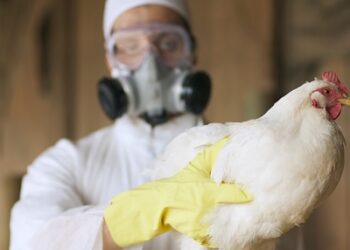 Detectan los primeros casos de gripe aviar en Uruguay