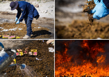 Destruyen diferentes tipos de droga, incautada en 59 procedimientos ejecutados en San Salvador y Santa Ana