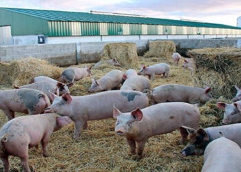 China lucha de nuevo contra la peste porcina