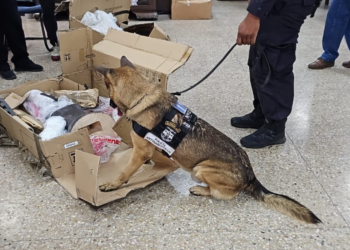 Agente canino detecta cargamento de droga en Correos de El Salvador