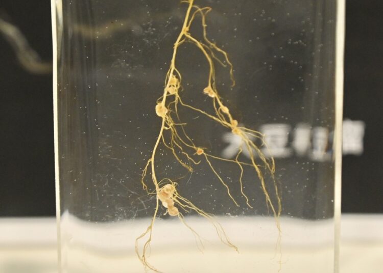 Hong Kong envía bacterias de la Tierra a bordo de la nave de carga china Tianzhou 6