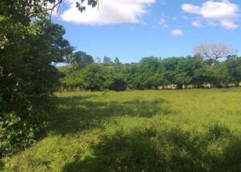 Capturan a cuatro estafadores por vender terrenos que no les pertenecían a inocentes compradores