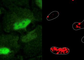 Descubren nuevo metabolismo dentro de las células que repara el daño en el ADN