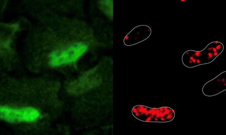 Descubren nuevo metabolismo dentro de las células que repara el daño en el ADN