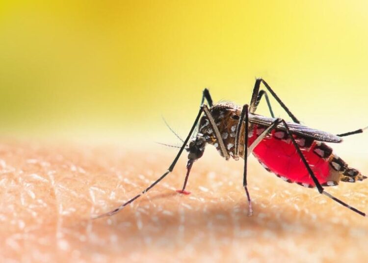 Estados Unidos en alerta ante varios casos de transmisión local de malaria