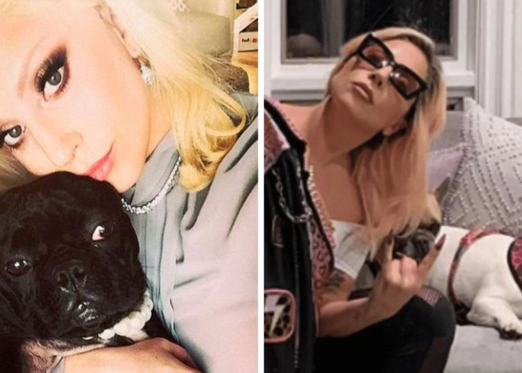 Lady Gaga se niega a pagar la recompensa por recuperar a sus perros