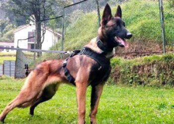 Con hembras en celo buscan a Wilson, el perro perdido en la selva colombiana