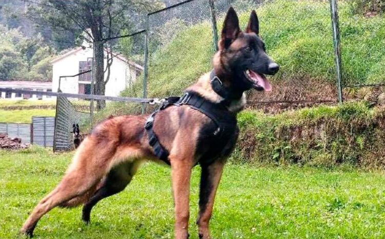 Con hembras en celo buscan a Wilson, el perro perdido en la selva colombiana