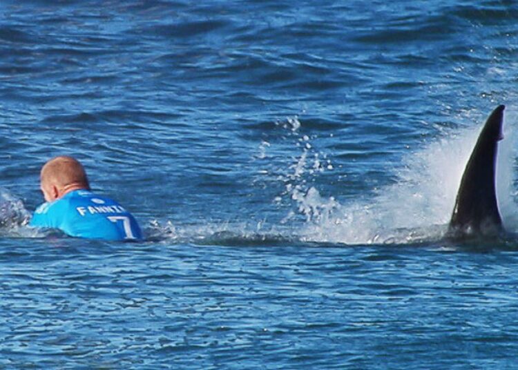 Surfista sobrevive a ataque de tiburón blanco en Australia