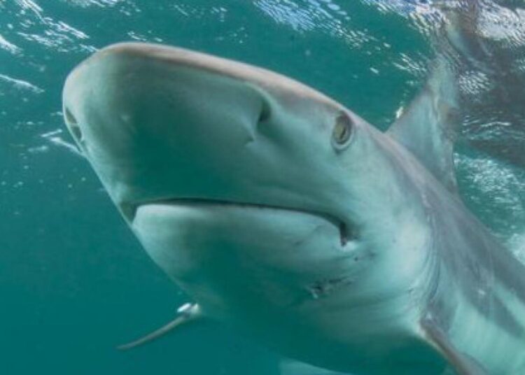 Al menos dos personas fueron heridas por ataques de tiburones en Florida