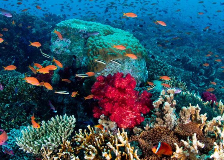 Científicos cubanos descubren dos áreas de corales en buen estado de conservación