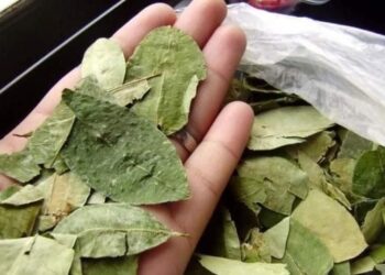 Profesor repartía hojas de coca a sus alumnos de 12 años