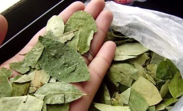 Profesor repartía hojas de coca a sus alumnos de 12 años