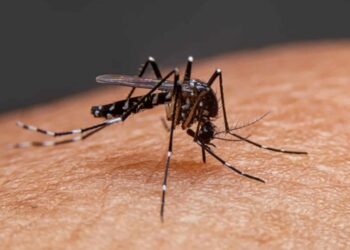 Guatemala registra aumento de 152 % en casos de dengue durante 2023