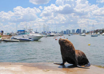 Entierran 180 cadáveres de lobos marinos para evitar más contagios de gripe aviar en Uruguay