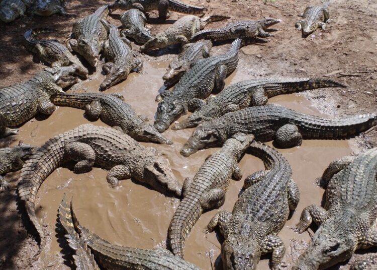 Capturan cocodrilos que escaparon de una granja en China