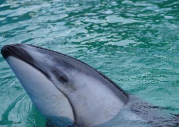 Miami Seaquarium traslada a delfín de 40 años para mejorar su bienestar
