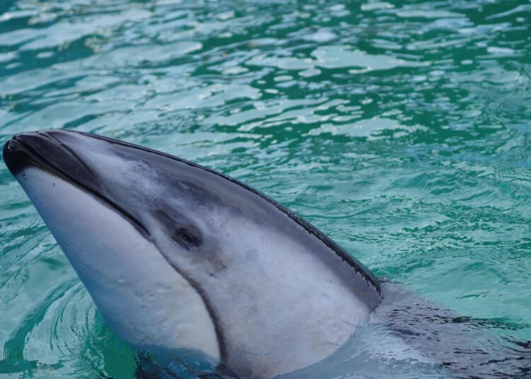 Miami Seaquarium traslada a delfín de 40 años para mejorar su bienestar