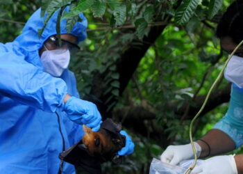 Un virus letal aparece en la India