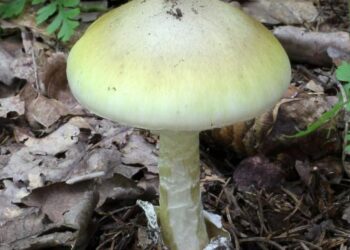 “Hongo de la muerte” se expande por España y no tiene antídoto