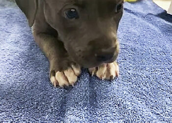 Policía salvó a cachorro que ingirió fentanilo de sus dueños en EE.UU