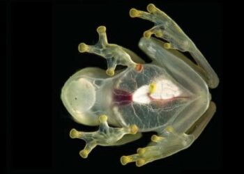 Descubren tres nuevas especies de «ranas invisibles» en la Amazonía colombiana