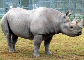 Un rinoceronte mata a una cuidadora de un zoo en Austria