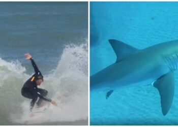 Un tiburón mordió en la cara a un surfista en una playa de Florida