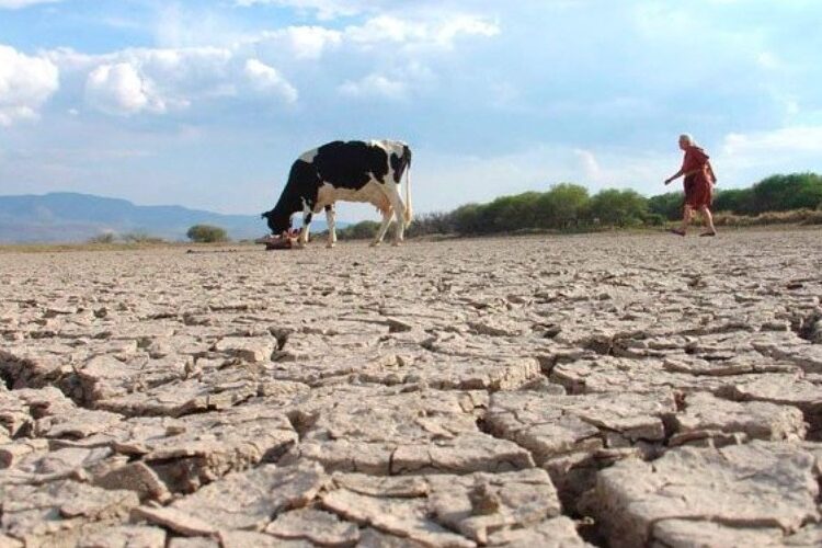 Bolivia reporta más 27 mil familias damnificadas por la sequía que afecta el país