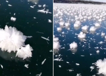 Fenómeno natural único: aparecen flores de hielo sobre un río en Siberia