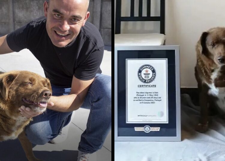 Bobi, el perro más longevo de la historia, muere a los 31 años