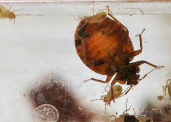 Francia encuentra una presunta ‘huella rusa’ en la plaga de chinches que invade París