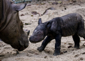 Indonesia celebró el nacimiento de una nueva cría del rinoceronte de Sumatra