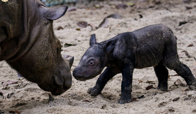 Indonesia celebró el nacimiento de una nueva cría del rinoceronte de Sumatra