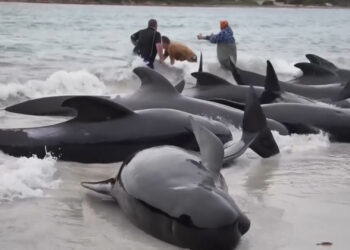 Mueren más de 30 ballenas piloto tras quedar varadas en el sur de Australia