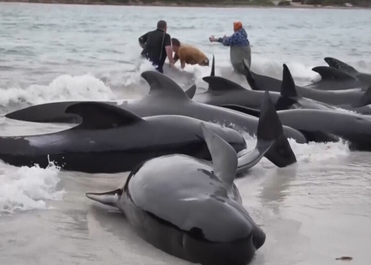 Mueren más de 30 ballenas piloto tras quedar varadas en el sur de Australia