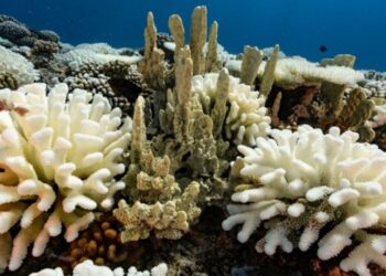 Entre el 70 % y el 80 % de los arrecifes coralinos de Colombia presentan blanqueamiento