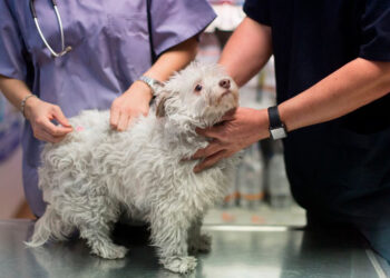 Científicos chinos y estadounidenses crean perros autistas para avanzar en el estudio del trastorno